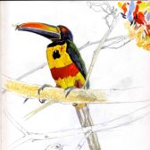 fiery bld aracari.jpeg