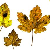 Autumn leaves 01.jpg